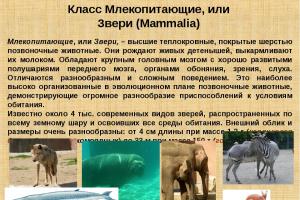 Проект по биологии о млекопитающих