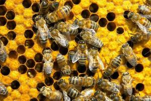 Одомашненные насекомые - медоносные пчелы и тутовый шелкопряд I